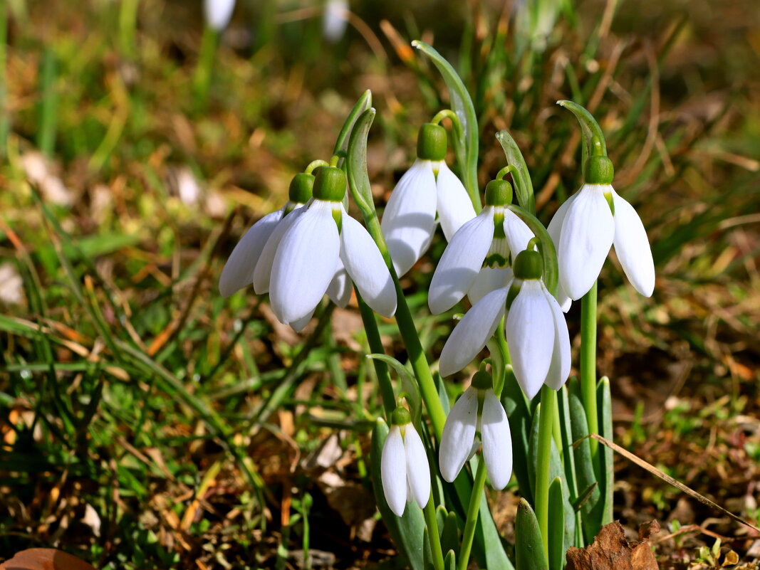скоро весна - Игорь Kуленко