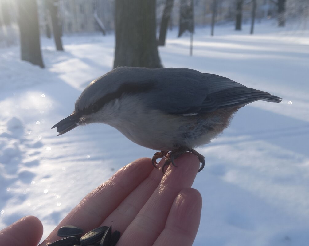 Поползень - Сапсан 