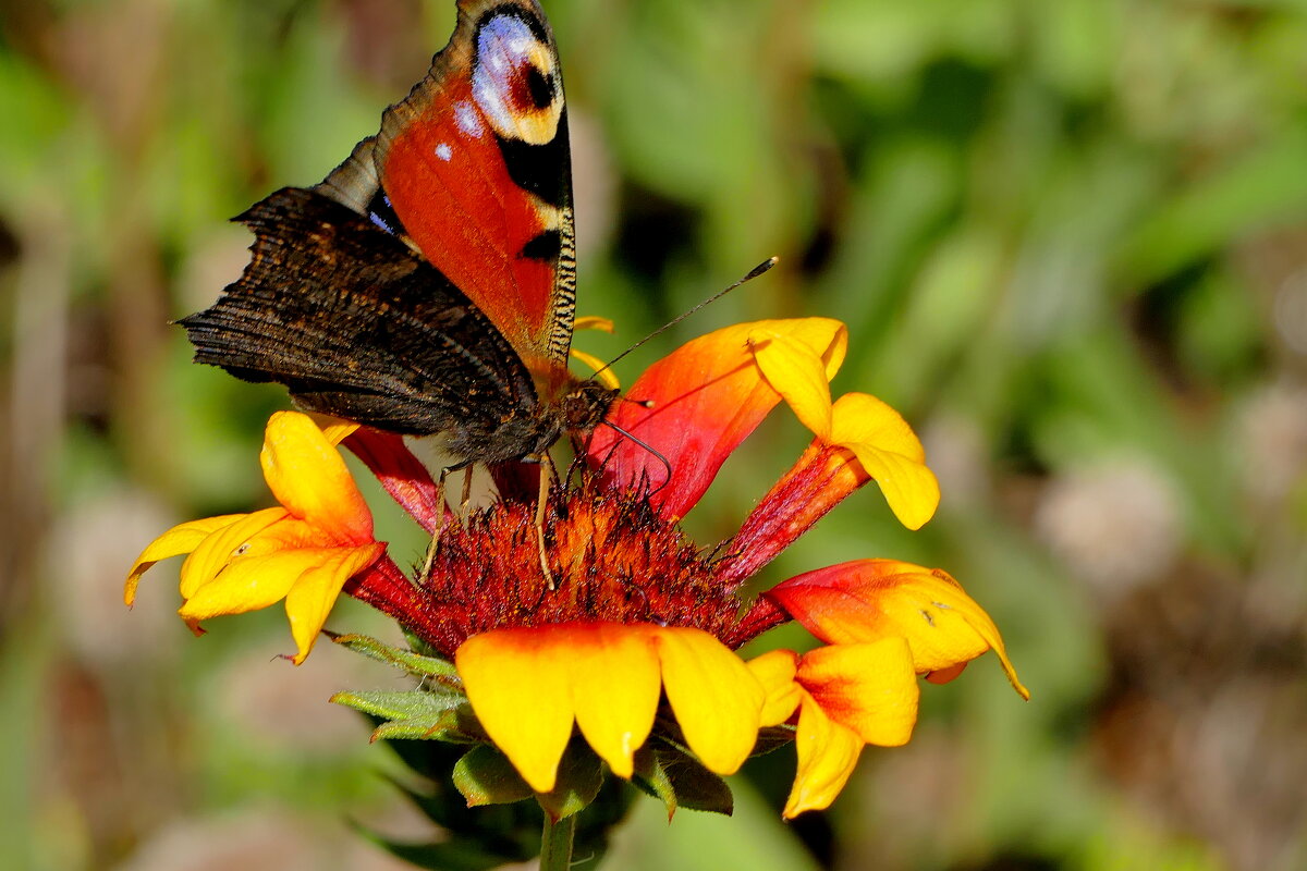 опять про бабочек...475 - Александр Прокудин