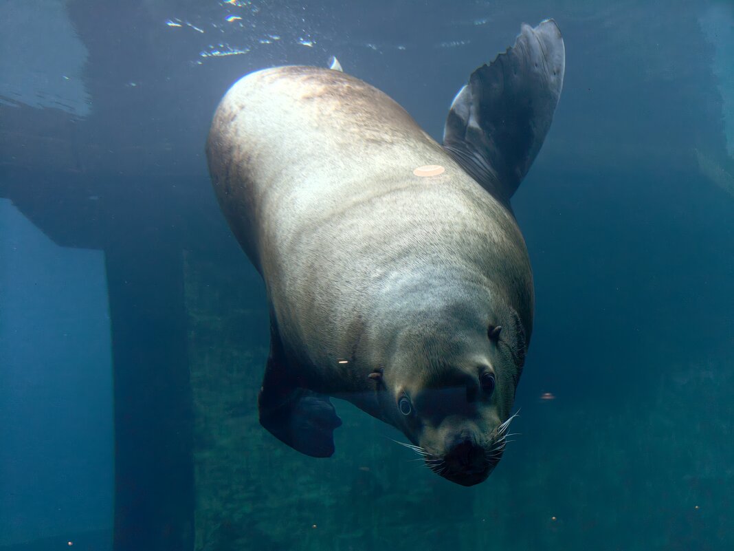 Сивуч - <<< Наташа >>>