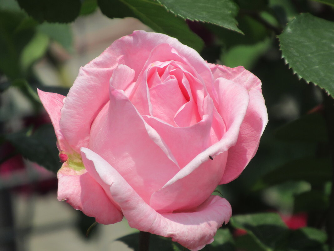 Розы... розы... - viach 