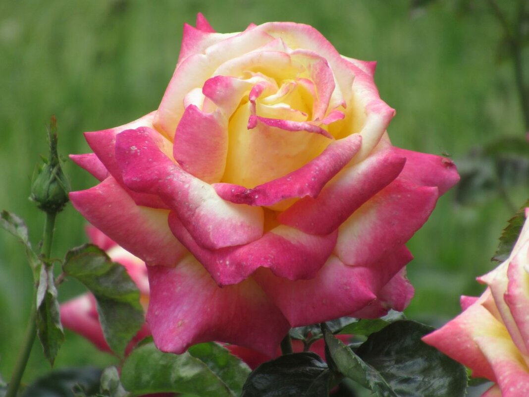 Розы... розы... - viach 