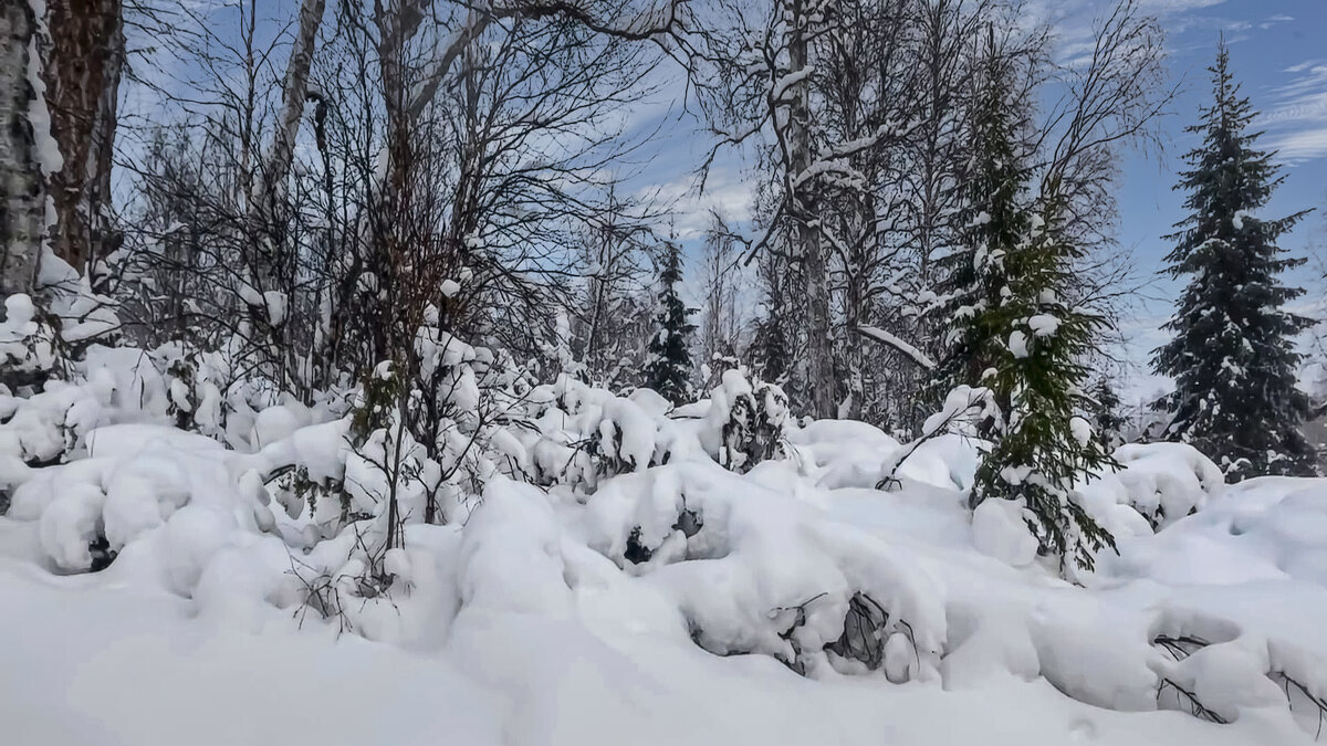 Тайга зимой - Aleksey Afonin