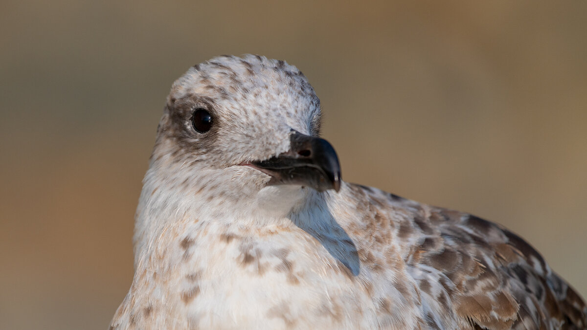 На морском берегу. Чайки - Владимир Лазарев