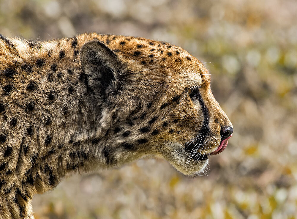 Гепард - SanSan 