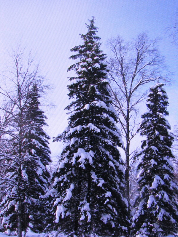 Стройные красавицы - Людмила Смородинская Стройные красавицы - Людмила Смородинская