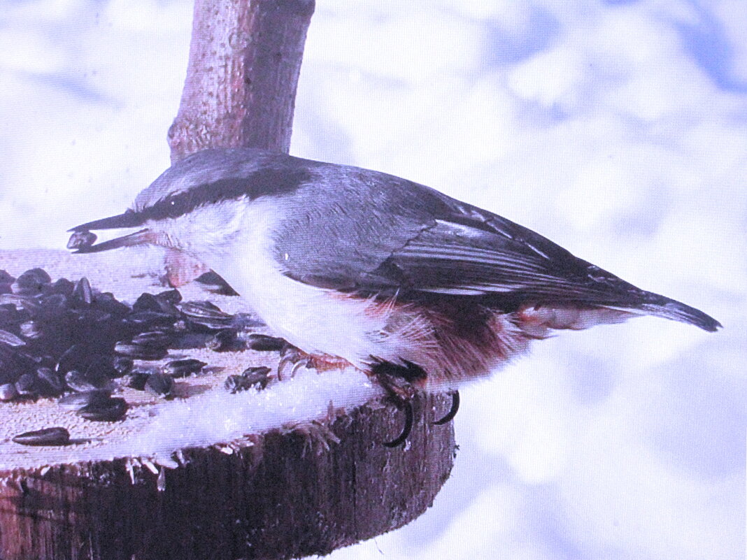Поползень в кормушке - Людмила Смородинская