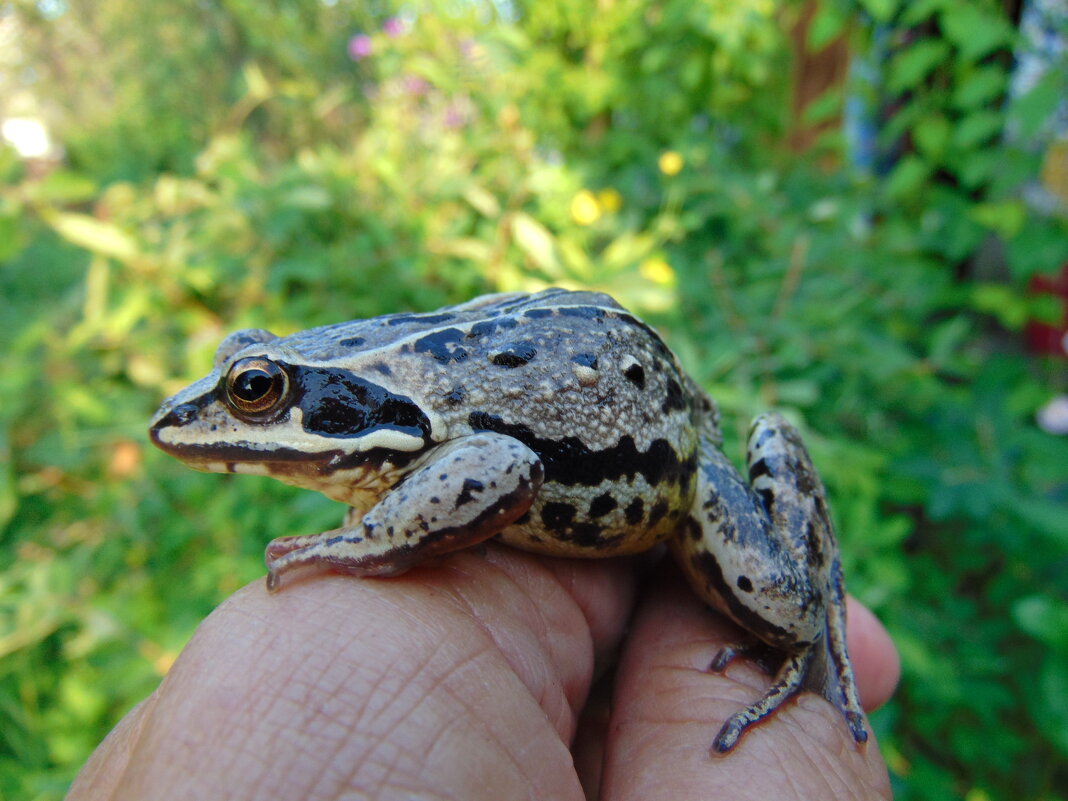 -Возьми меня,Иван-Царевич,замуж - жалеть не будешь ! - nadyasilyuk Вознюк -Возьми меня,Иван-Царевич,замуж - жалеть не будешь ! - nadyasilyuk Вознюк