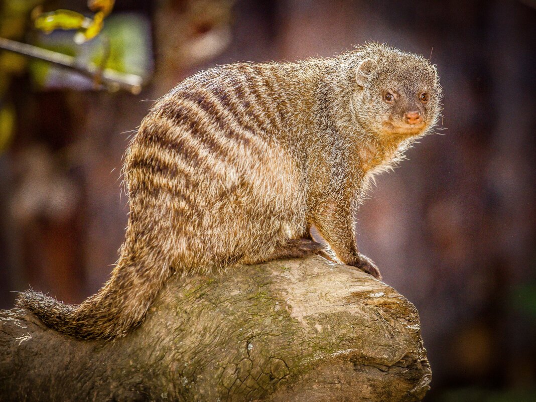 полосатый мангуст - Аркадий Лаптенко полосатый мангуст - Аркадий Лаптенко
