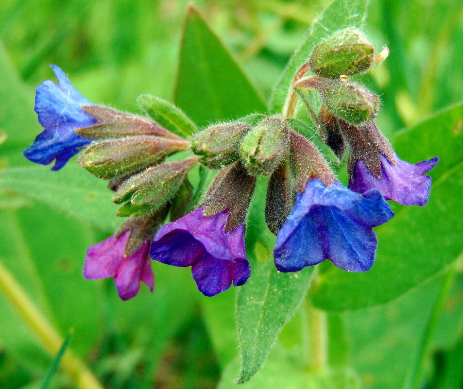 Медуница. - nadyasilyuk Вознюк Медуница. - nadyasilyuk Вознюк
