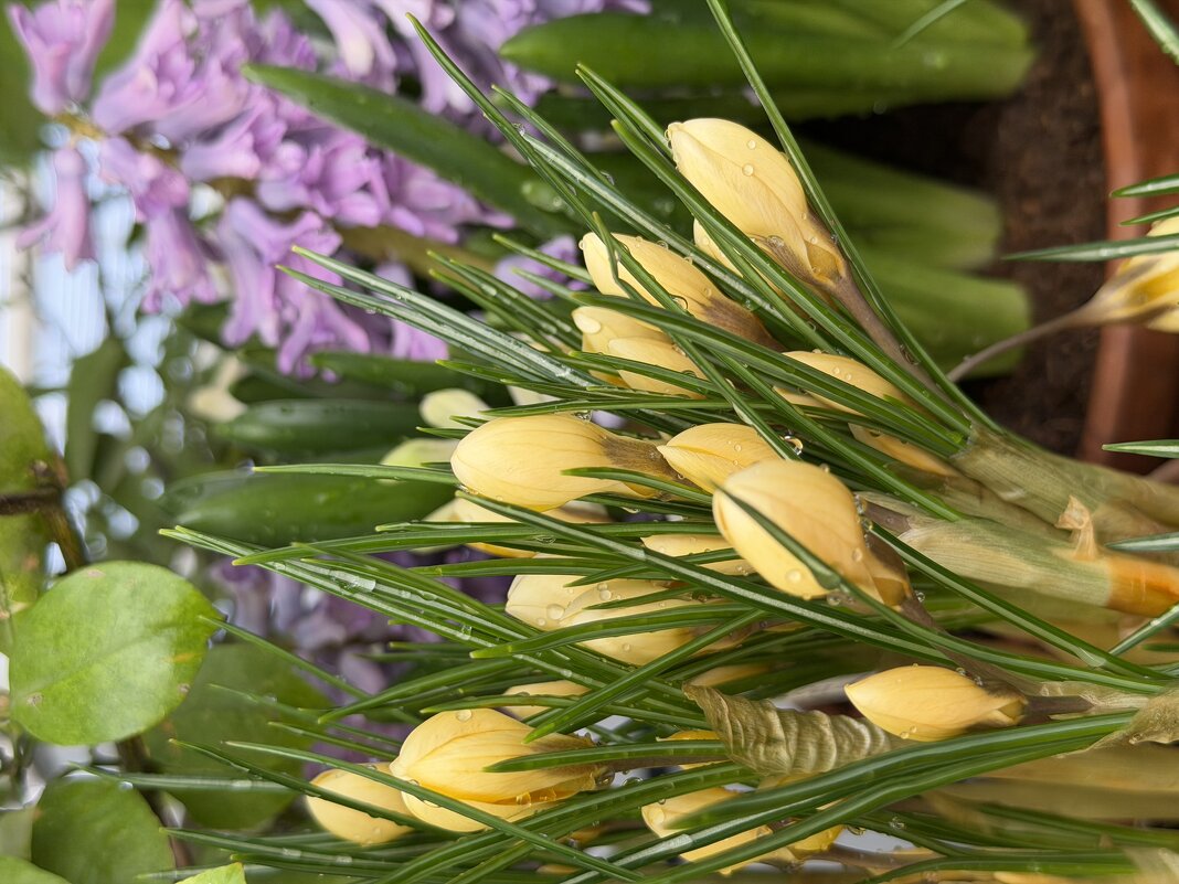 Нежные крокусы. - Pippa 