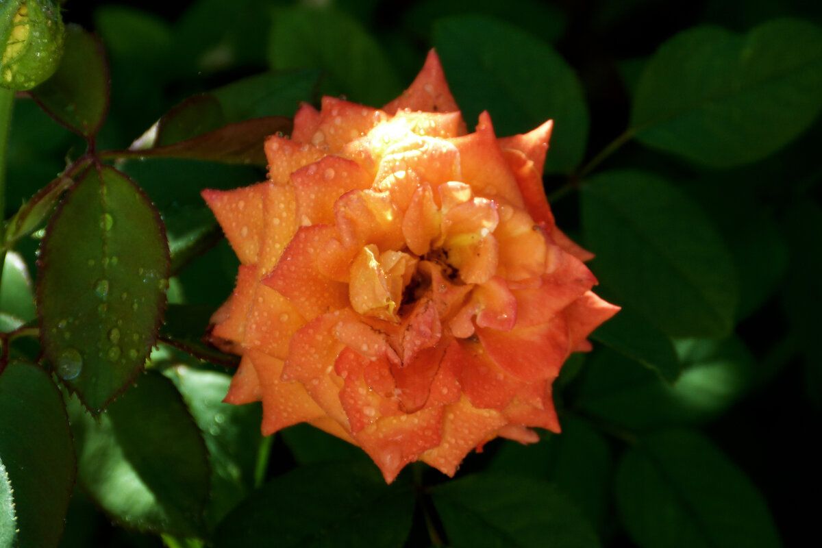 Оранжевая  Флорибунда - Валентин Семчишин