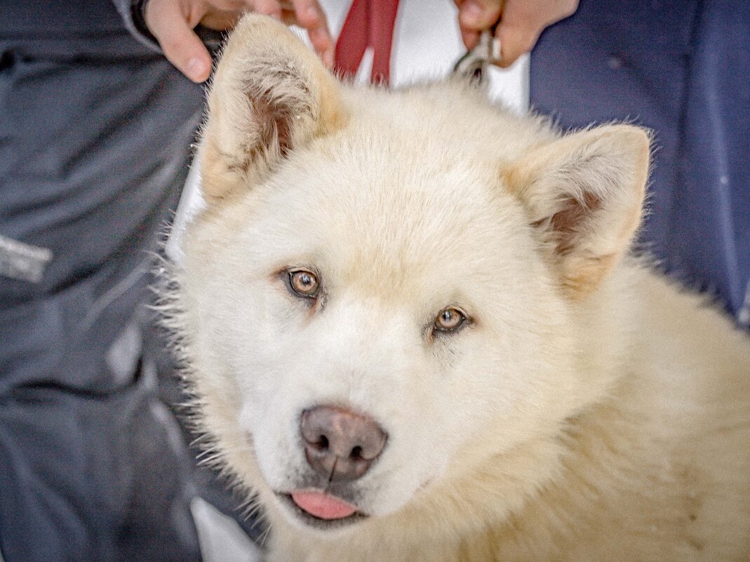 самоед - Аркадий Лаптенко самоед - Аркадий Лаптенко