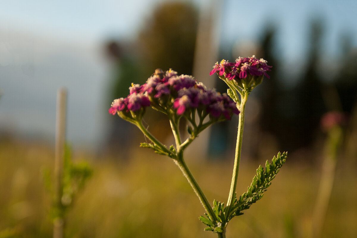 Лето кончится не скоро - Дмитрий Костоусов