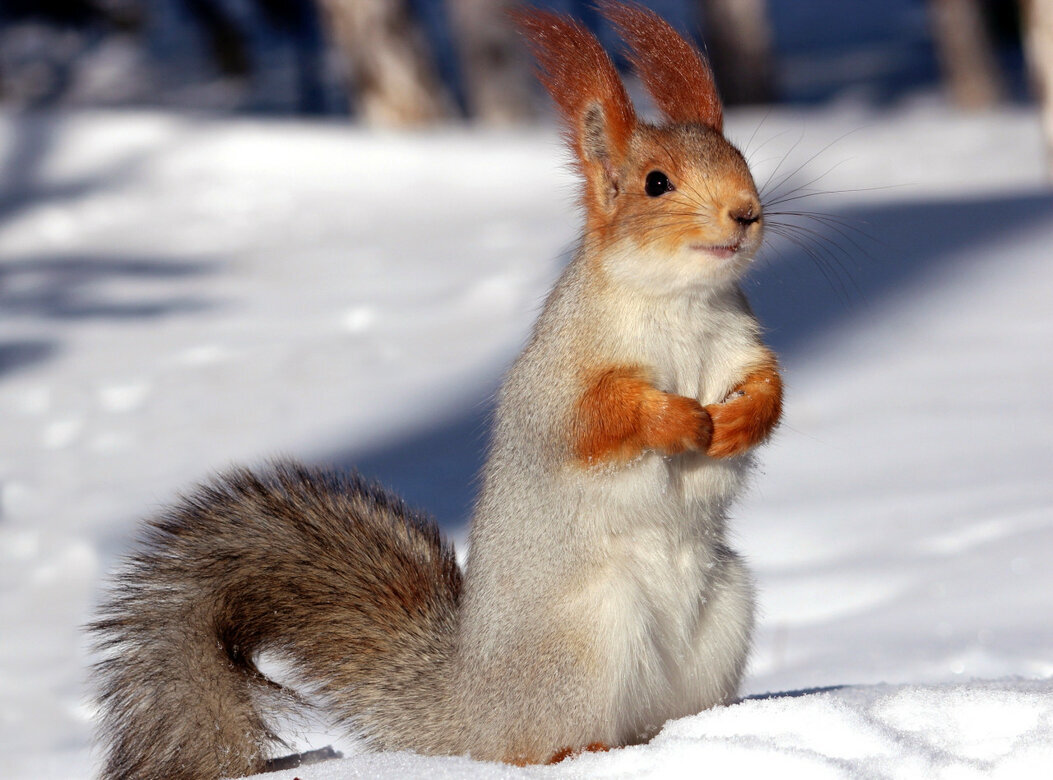 Подайтее.....сама я не местная (белка, побирается в Барнаульском санатории) - елена беликова Подайтее.....сама я не местная (белка, побирается в Барнаульском санатории) - елена беликова