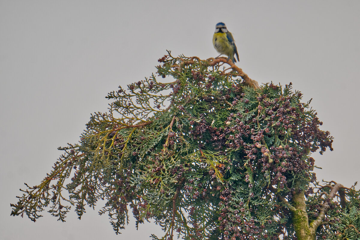 Синица - Jakob Dick Синица - Jakob Dick