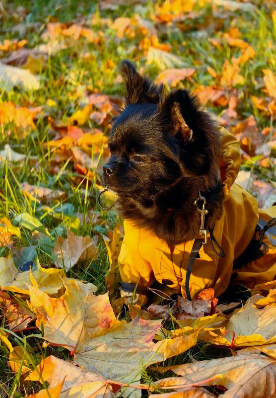 В лучах осеннего заката - Светлана 13.06.