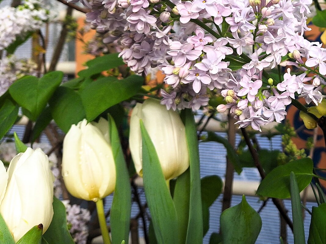 весеннее - Наталья 