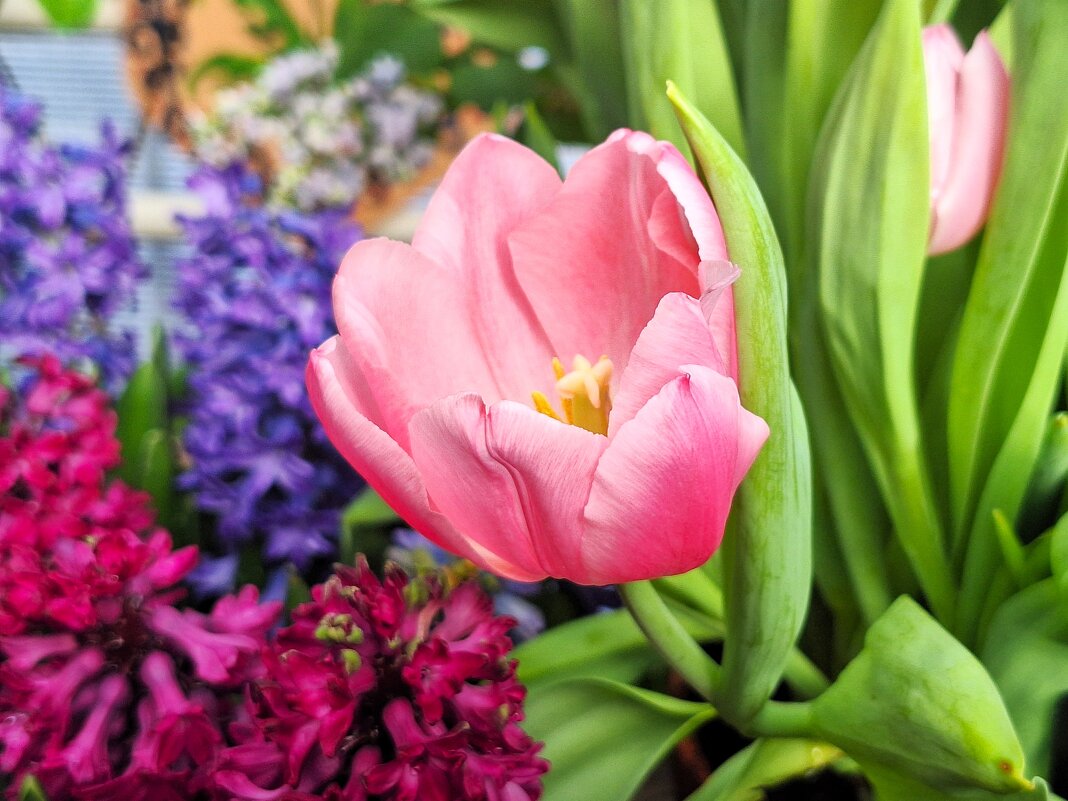 цветы - Наталья 