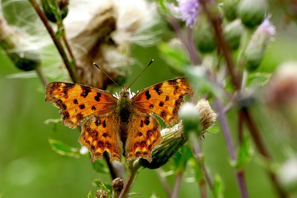опять про бабочек...479 - Александр Прокудин опять про бабочек...479 - Александр Прокудин