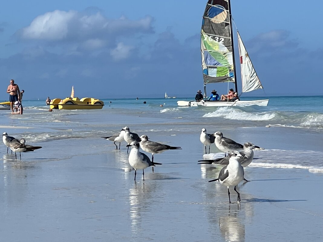 Чайки чилят - Натали Королева