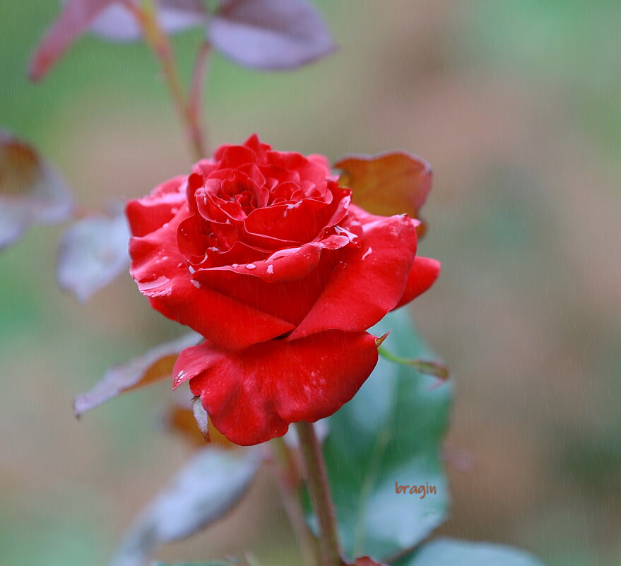 цветние - Andrey Bragin 