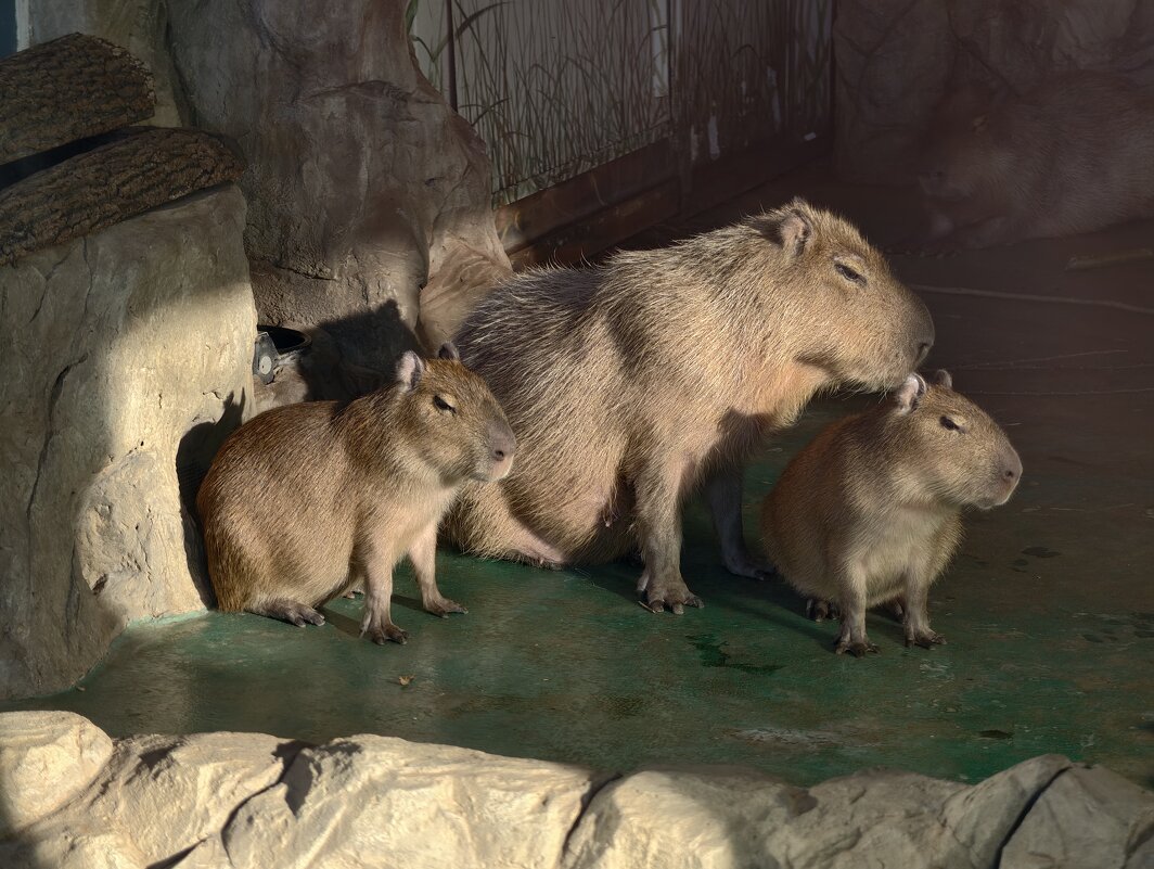 Капибары - <<< Наташа >>>