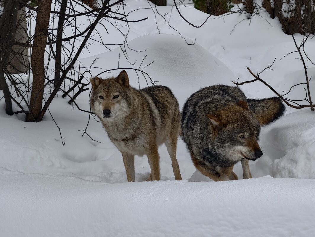 Волки - <<< Наташа >>>