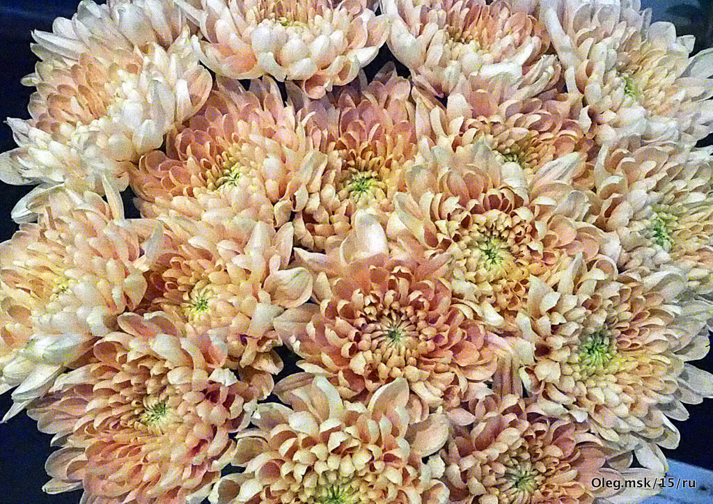 они на радость нам даны - Олег Лукьянов они на радость нам даны - Олег Лукьянов