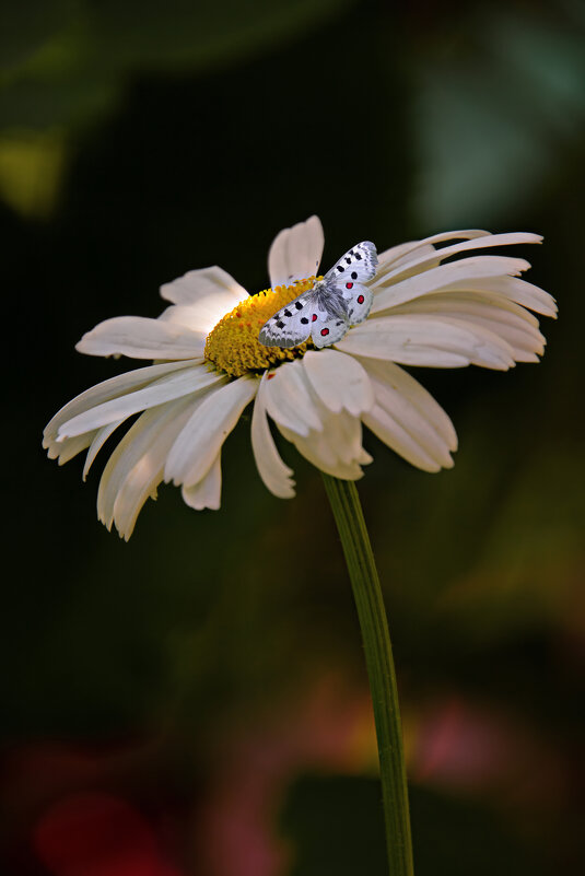 Редкий мотылёк - Valziwa 