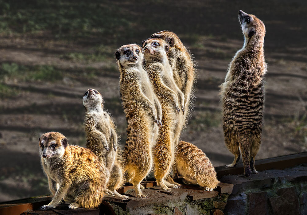 Сурикаты - SanSan 