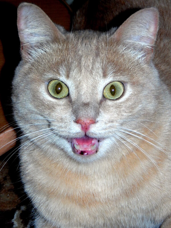 А март скоро,не подскажете ? - nadyasilyuk Вознюк А март скоро,не подскажете ? - nadyasilyuk Вознюк