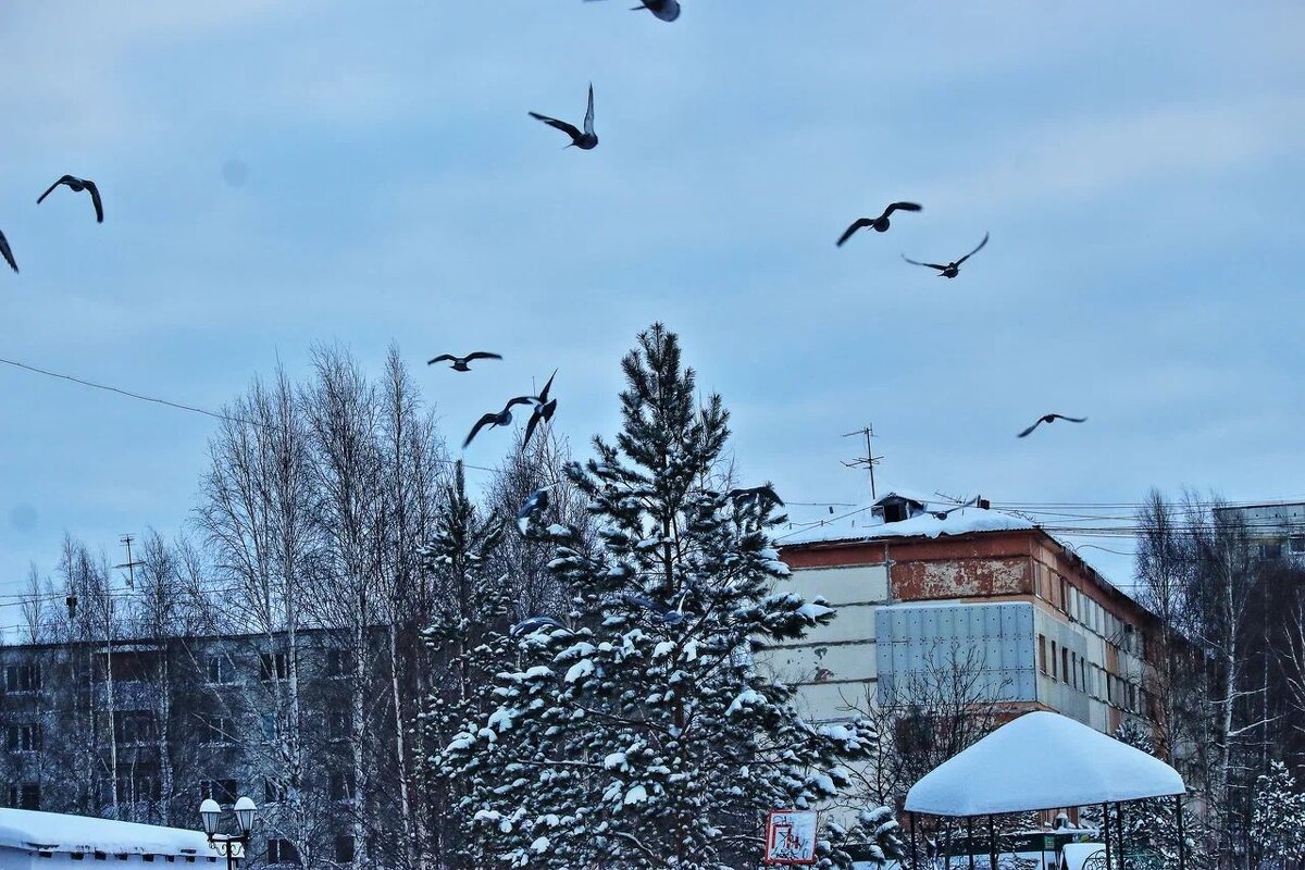 Январь...Голубиный налет! - Владимир 