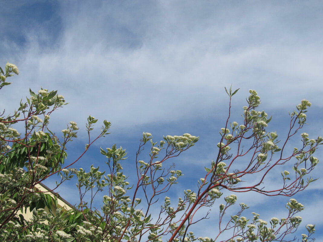 весна - Елена Шаламова