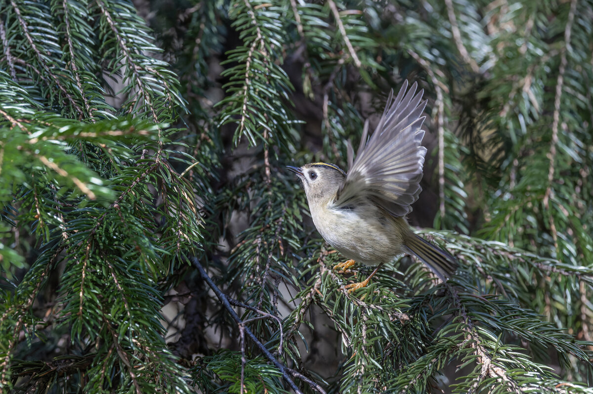 желтоголовый королек. - юрий макаров желтоголовый королек. - юрий макаров