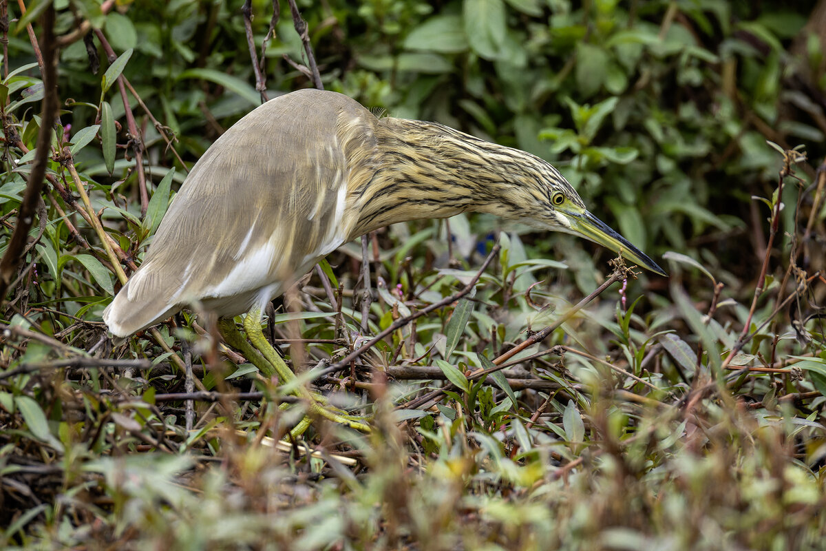 Жолтая цапля. - Alexander Amromin