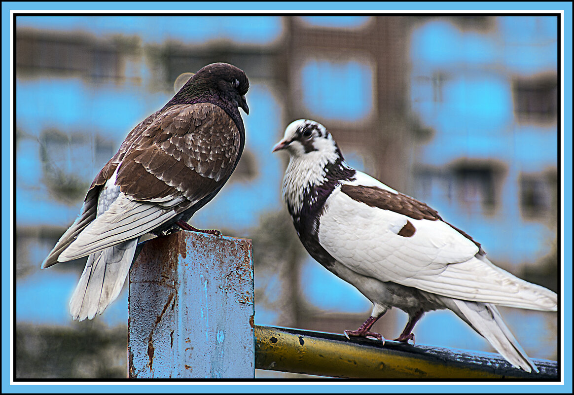 Голубки - Владимир Кроливец