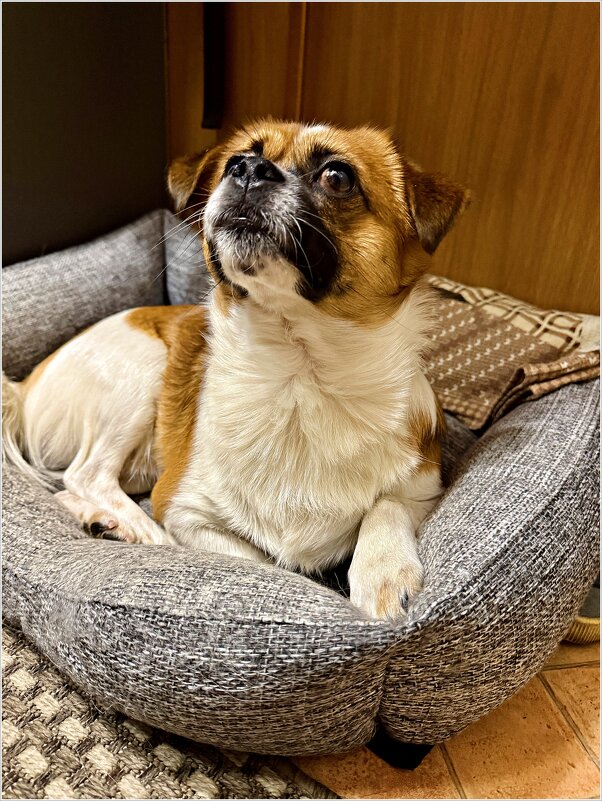 Яшик. - Валерия Комова