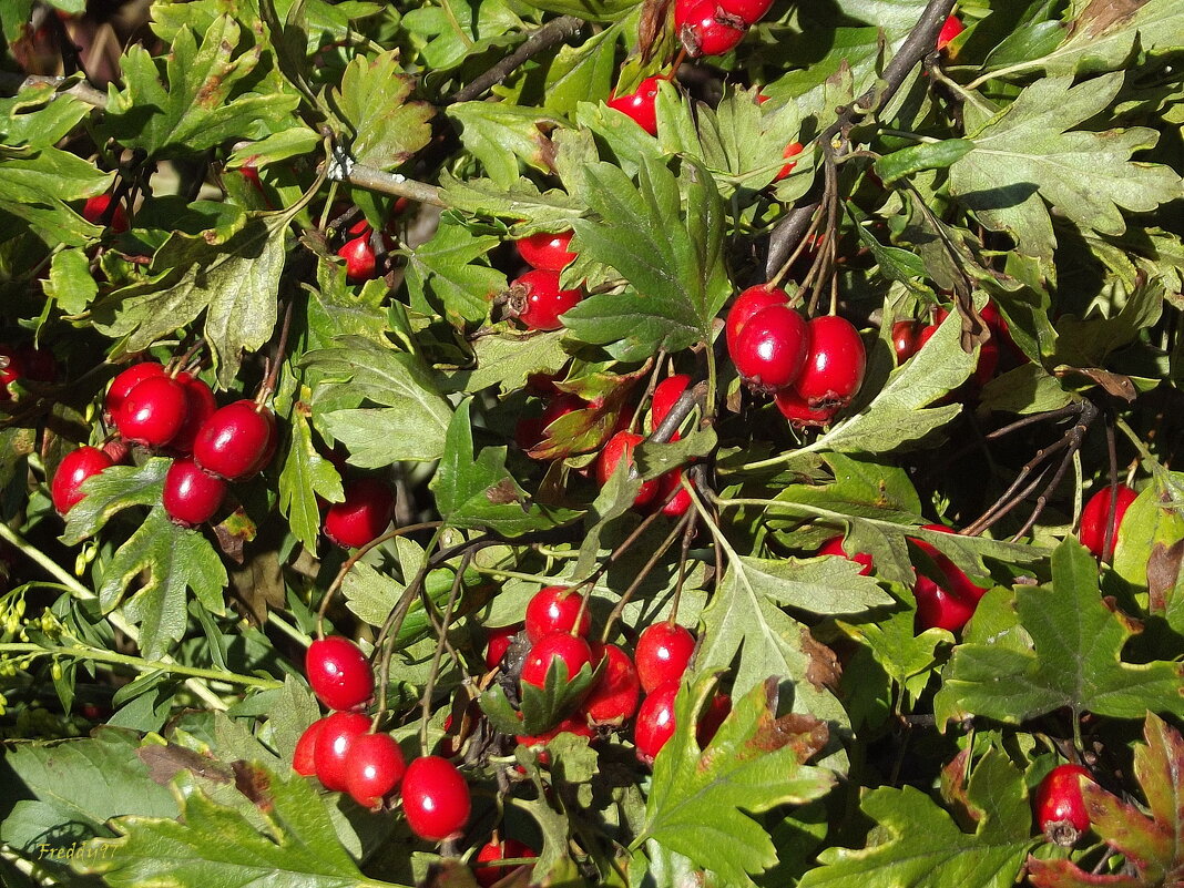 Боярышник - Freddy 97