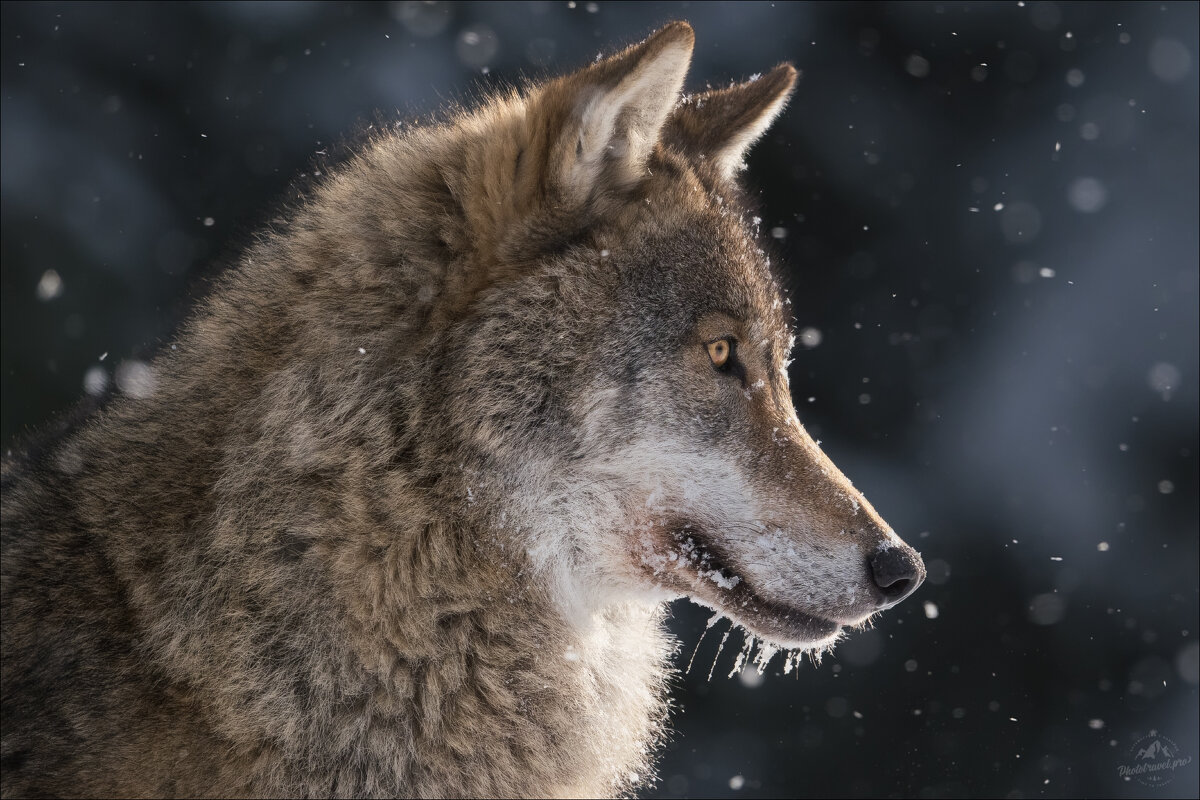 Падал снег .. - Влад Соколовский