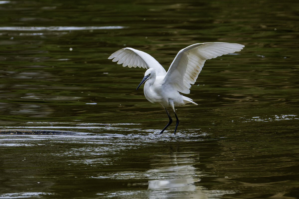 Малая белая цапля. - Alexander Amromin Малая белая цапля. - Alexander Amromin