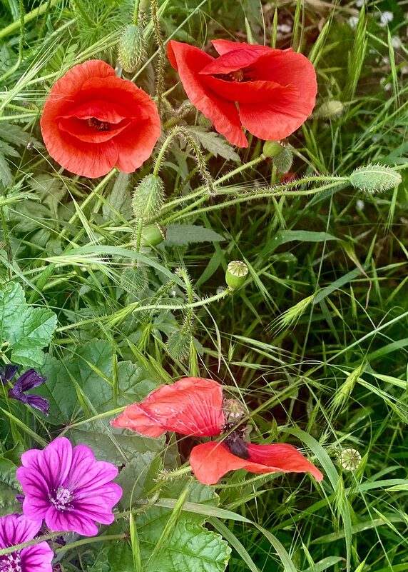 Есть глаза у цветов (гр. Цветы. Солист А. Лосев.~1972 г записи) - Alexey YakovLev Есть глаза у цветов (гр. Цветы. Солист А. Лосев.~1972 г записи) - Alexey YakovLev