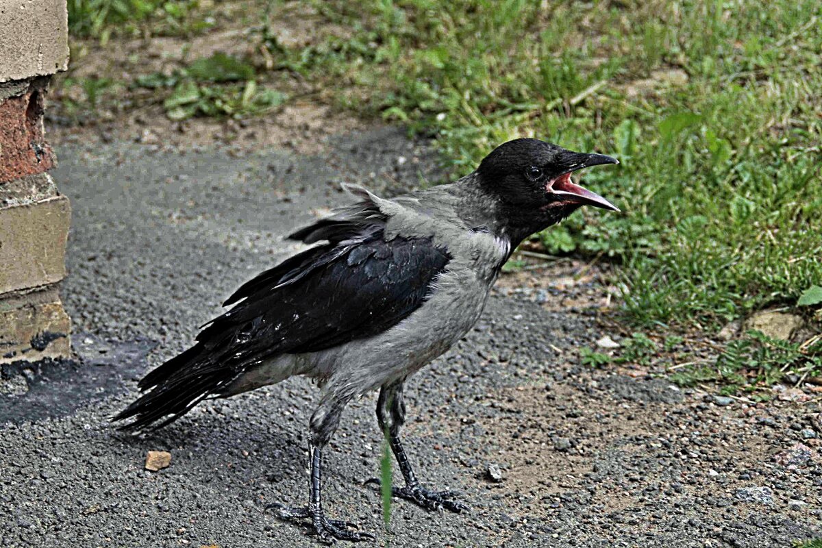 Вороненок - евгений 