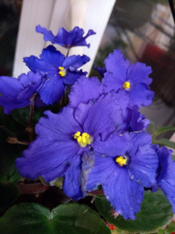 Фиалки - Татьяна Пальчикова