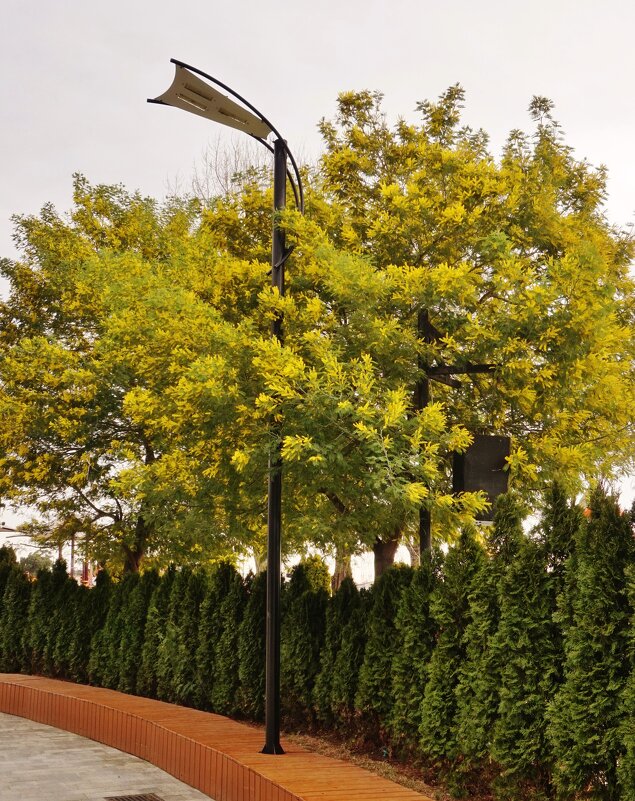 Цветение мимозы - Nataly St. Цветение мимозы - Nataly St.