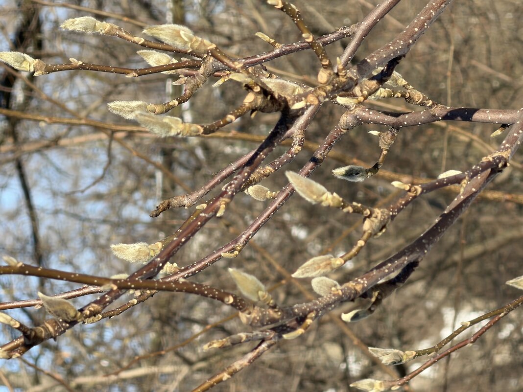 Весна уже близко. - Pippa 