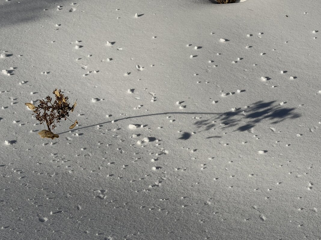 Весна уже близко. - Pippa 