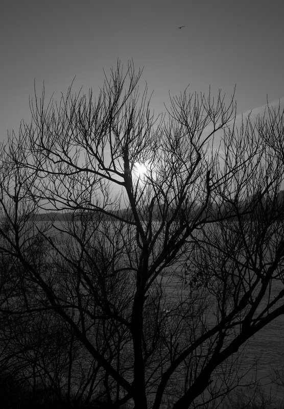 *** - Елена Агеева