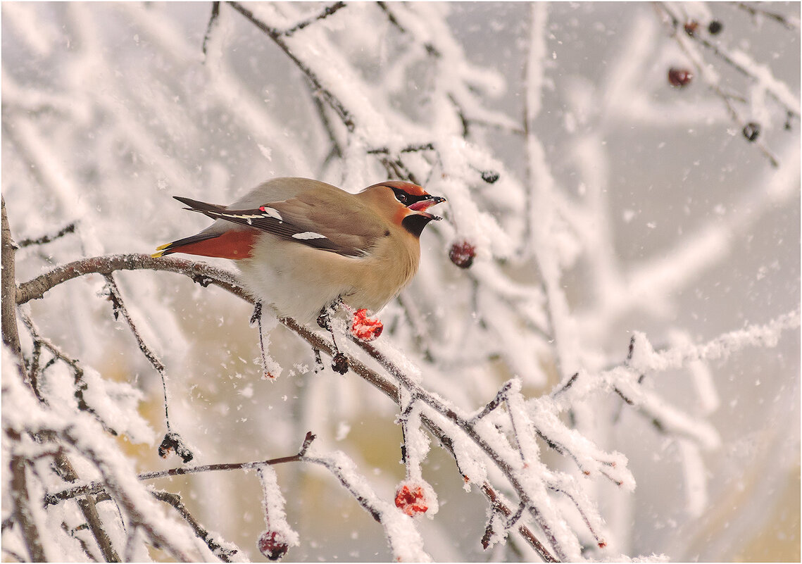 Морозное утро - Валентин Котляров
