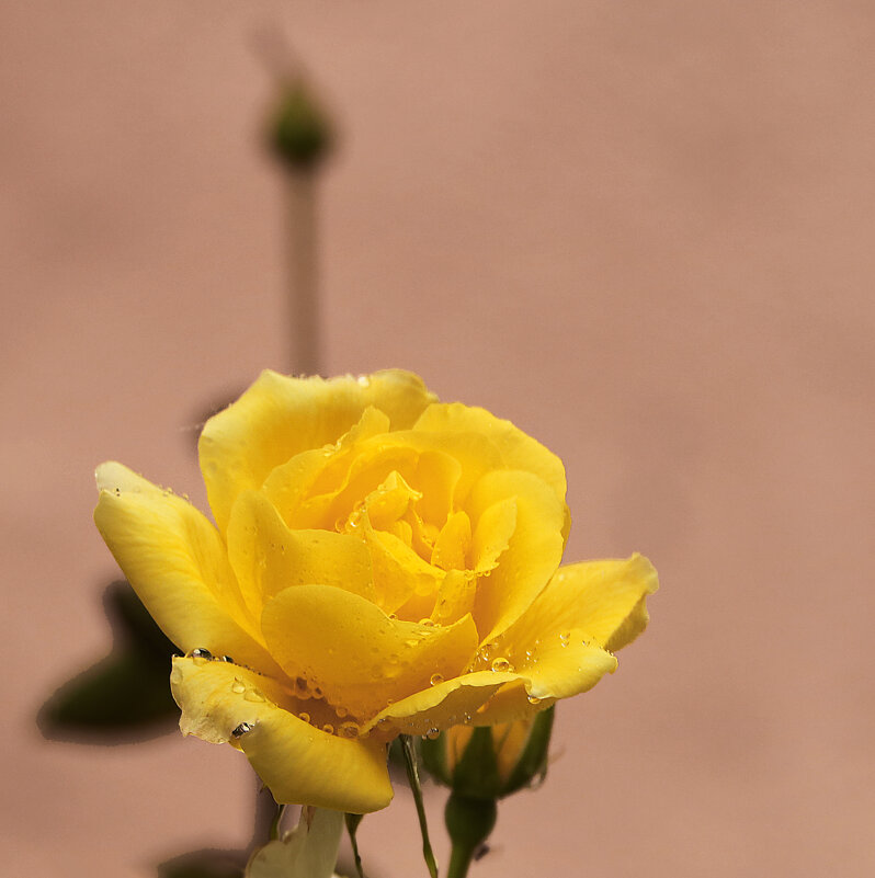 После дождя - Светлана После дождя - Светлана